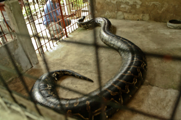 Burmese python | Project Noah