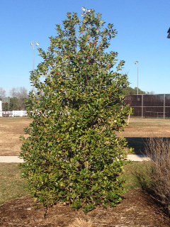 The Winterberry Holly