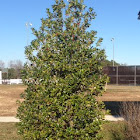The Winterberry Holly