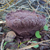 Violet puffball