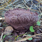 Violet puffball