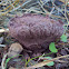 Violet puffball