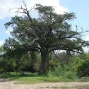 Montezuma Bald Cypress