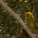 Spectacled Weaver