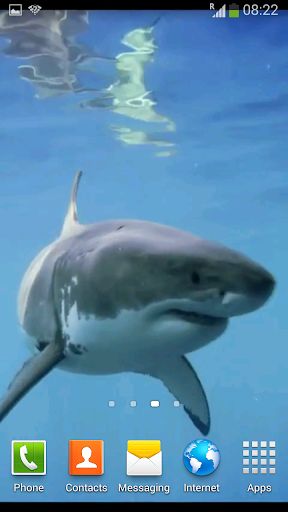 White Shark Video Wallpapers