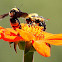 Common Eastern bumble bee