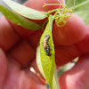 Multicolored Asian Lady Beetle (Larva Stage)