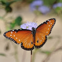 Queen Butterfly             Male