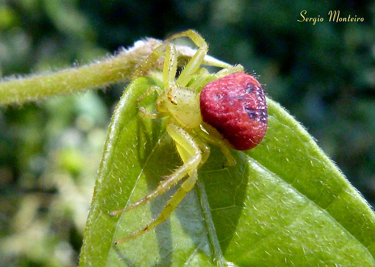 Crab spider Project Noah