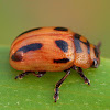 I-Mark Leaf Beetle ( Male )
