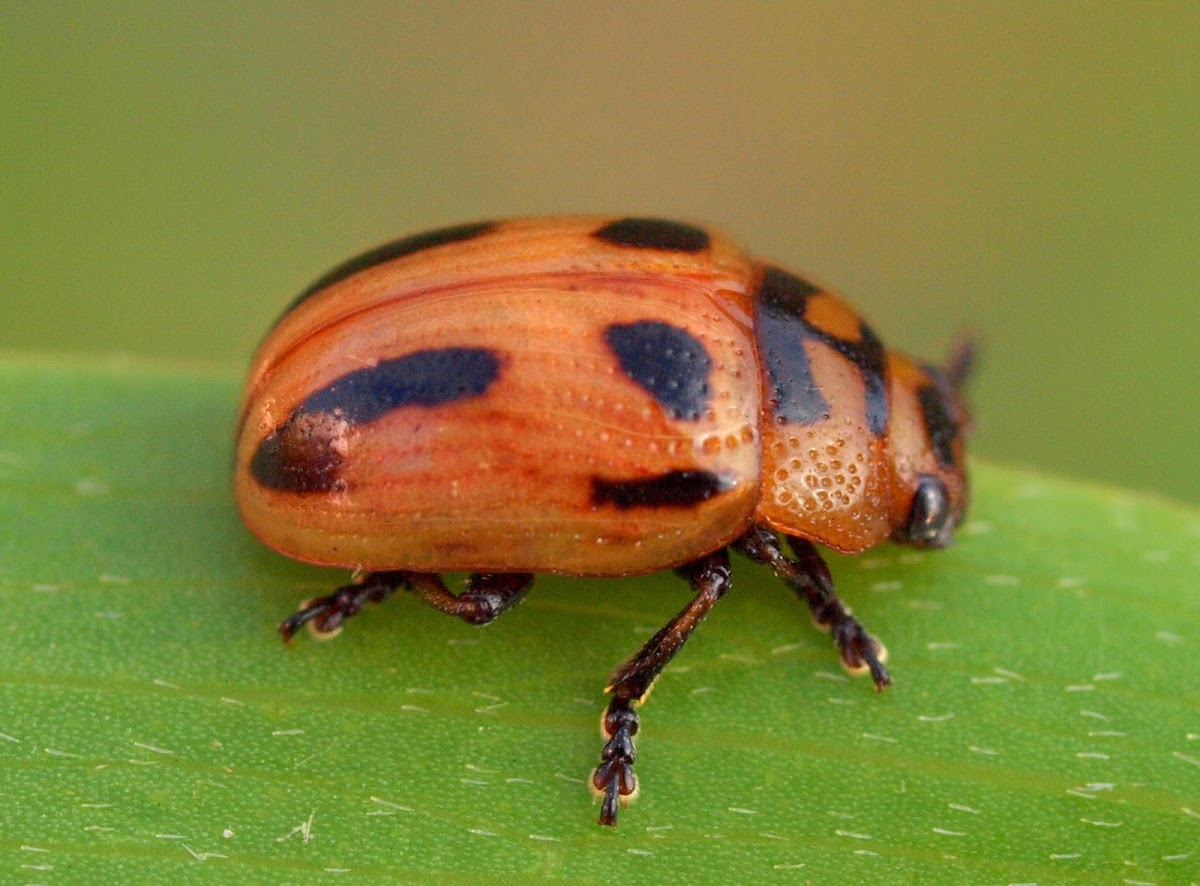 I-Mark Leaf Beetle ( Male )