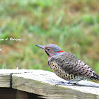 Northern Flicker