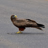 Yellow-billed Kite