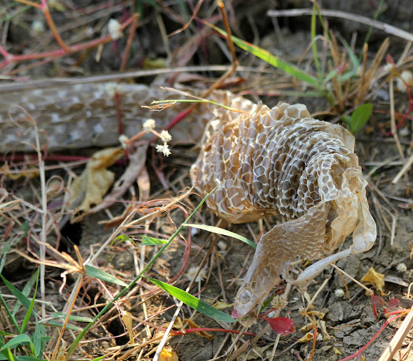 Shed Rat Snake Skin | Project Noah