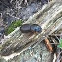 Peg Beetle