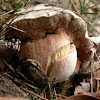 Ceps & Bolete-eater