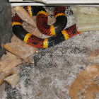 Eastern coral snake