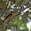 Scarlet Tanager (Molting)