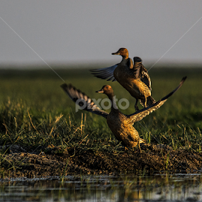 Ready to tAKE OFF by Arindam Mitra - Animals Birds