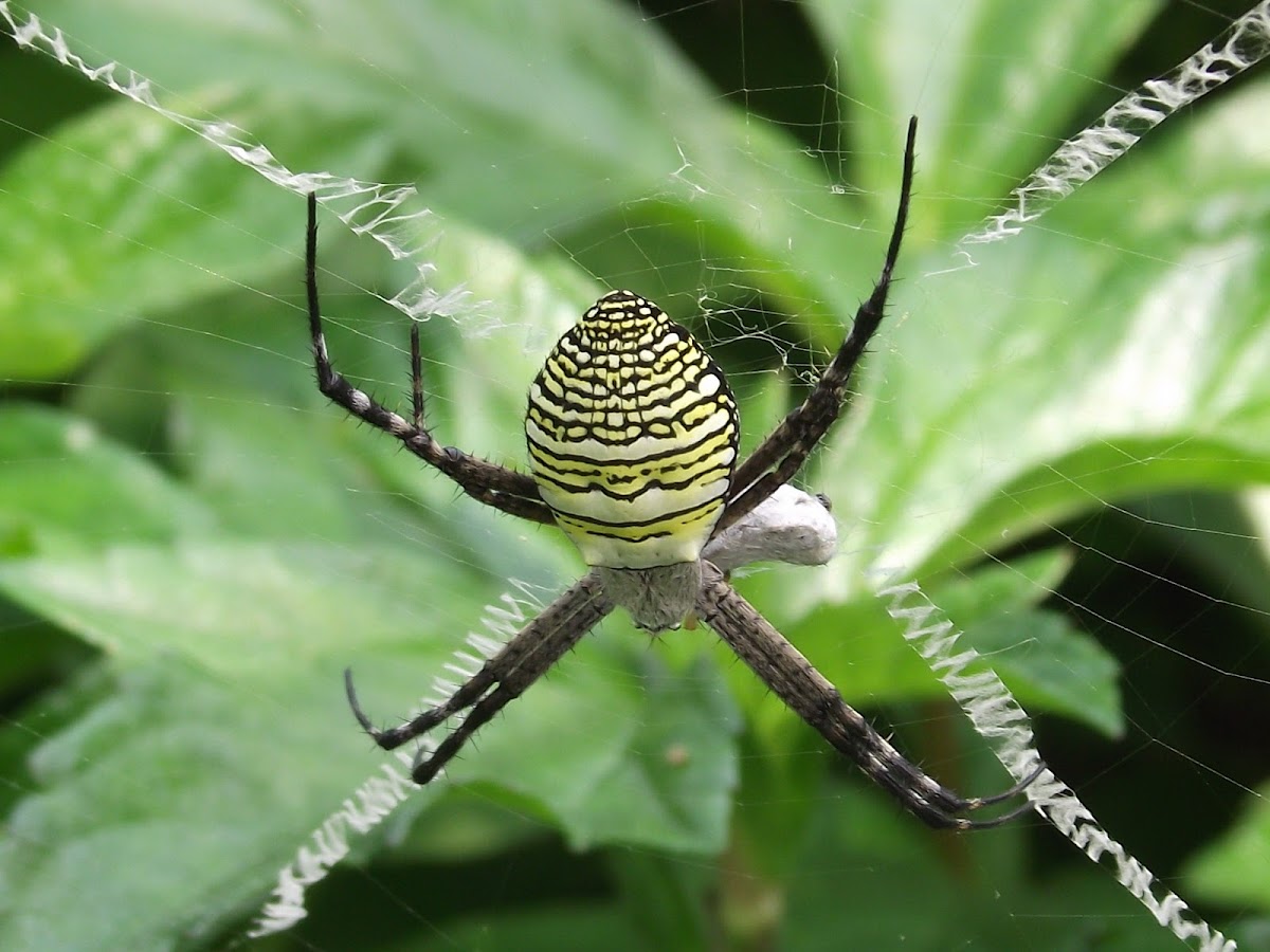 Eurasian Signature spider.