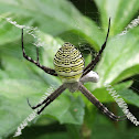 Eurasian Signature spider.
