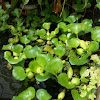 Water Hyacinth