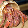 Purple Pincher Hermit Crab