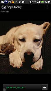 Dog Breeds(圖4)-速報App