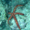 Dalmatian Linckia Starfish