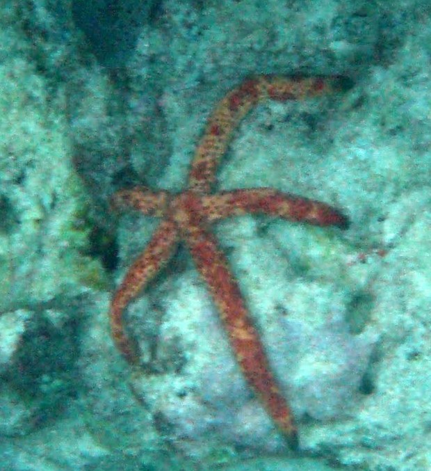 Dalmatian Linckia Starfish