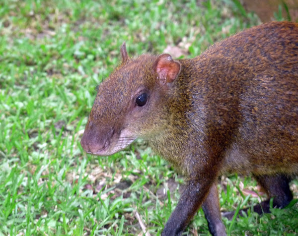 Central American Agouti - Ñeque | Project Noah