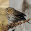 Savannah Sparrow