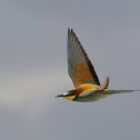 European Bee-eater - Abelharuco