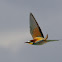European Bee-eater - Abelharuco