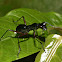 Tiger Beetle