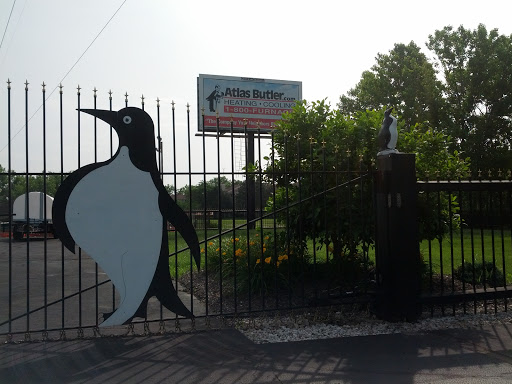 Pengwyn Penguins