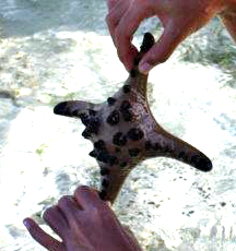 Four-Armed Chocolate Chip Sea Star