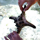 Four-Armed Chocolate Chip Sea Star