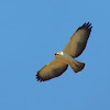 Short-Tailed Hawk