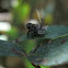 Eurybranchid leaf-hopper nymph