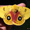 IO Moth, male