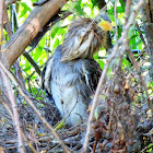 Green Heron Fledgling