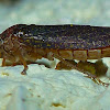 Frog Hopper (Spittle Bug)