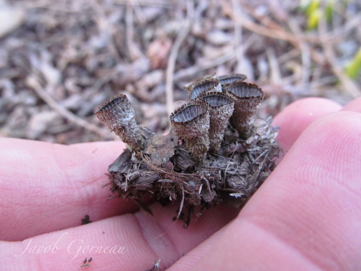 Bird's Nest Fungus