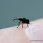 Clover Weevil