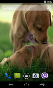 Cute Puppy Video LWP(圖3)-速報App