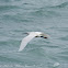 Little Egret; Garceta Común