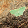 Red Bordered Emerald Moth