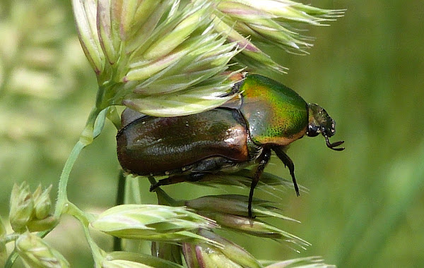 Emerald Euphoria Beetle | Project Noah