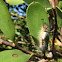 Tussock caterpillar